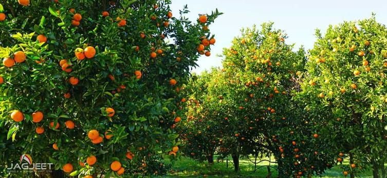 Mirik in Winter: Oranges, Clear Skies and Quiet Days