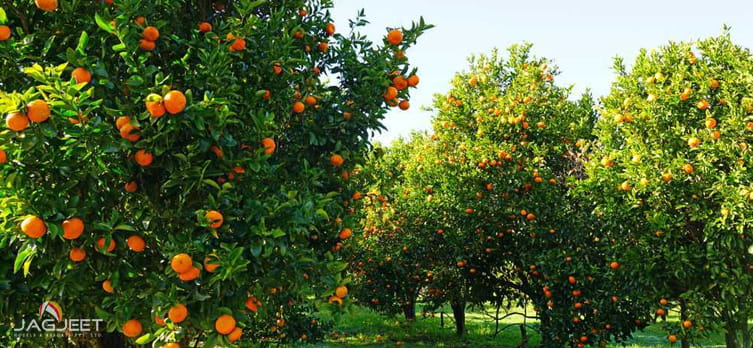 Orange Orchards